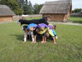 dscn4226.jpg